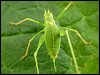 Cricket - Speckled Bush