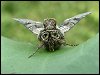 Spectacle Moth