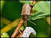 Spiked Shieldbug