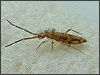 Springtail