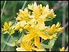 Saint John's-wort