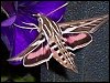 Striped Hawk-moth