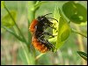 Tawny Mining Bee