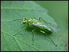 Green Sawfly