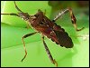 Western Conifer Seed Bug