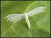 White Plume Moth