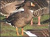 White-fronted Goose