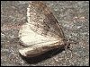 Winter Moth