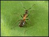 Wood Ant