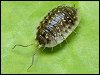 Common Shiny Woodlouse