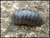 Common Pill Woodlouse