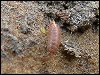 Rosy Woodlouse