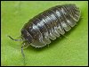 Southern Pill Woodlouse