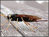 Wood Wasp