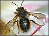 Wool Carder Bee