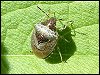 Woundwort Shieldbug