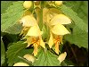 Yellow Archangel