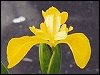 Yellow Iris / Flag