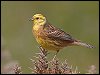 Yellowhammer