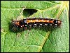 Yellow-tail Moth